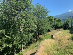 Bosco